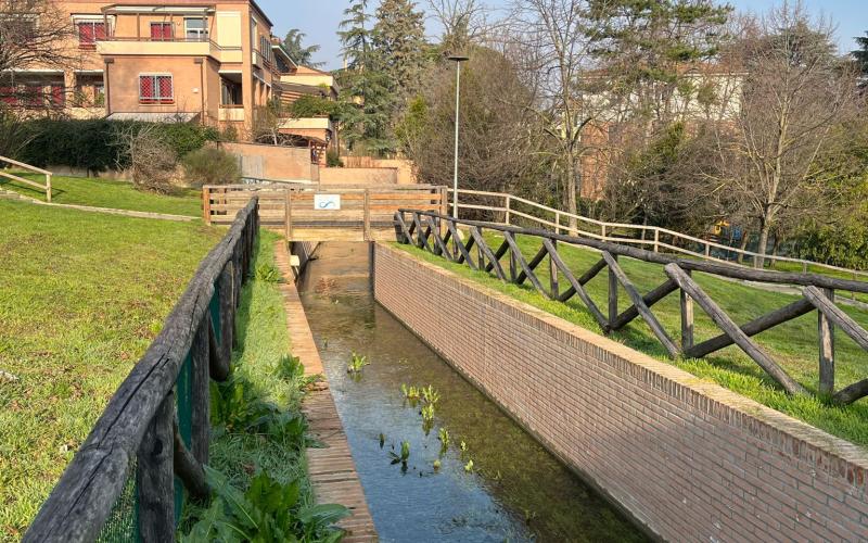 canale savena parco oliviero olivo